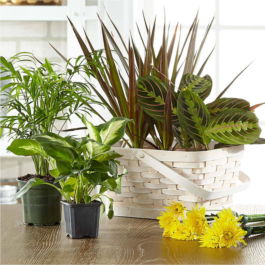Florist Designed Blooming and Green Plants in a Basket – Hilltop Florist Llc, Stanford KY