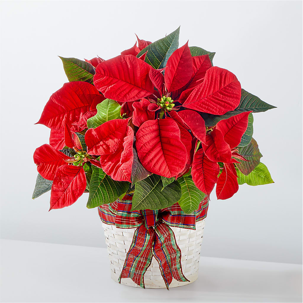 Happiest Holidays Poinsettia – Hilltop Florist Llc, Stanford KY