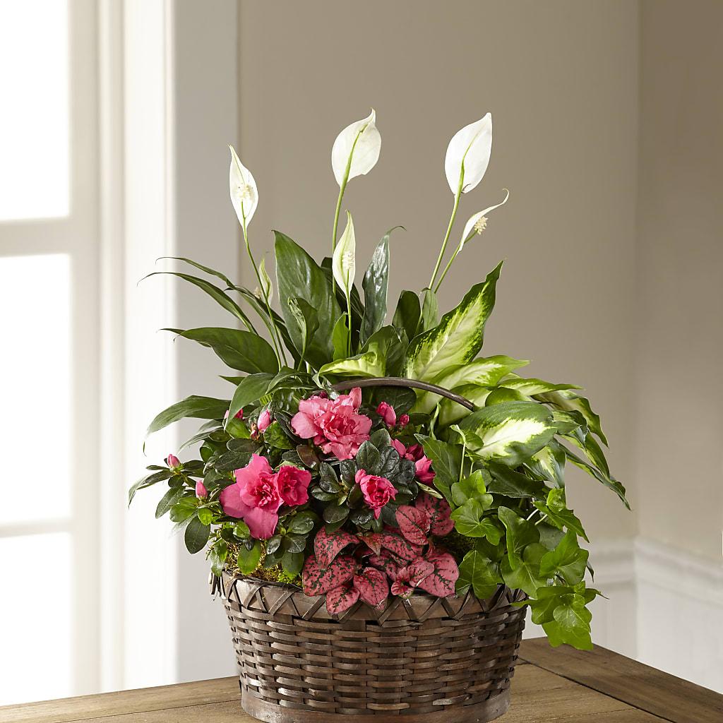 Dream in Pink Dishgarden – Hilltop Florist Llc, Stanford KY