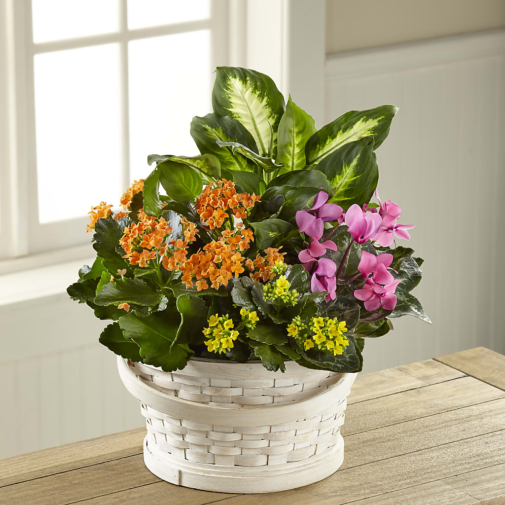 Color Crush Dishgarden – Hilltop Florist Llc, Stanford KY
