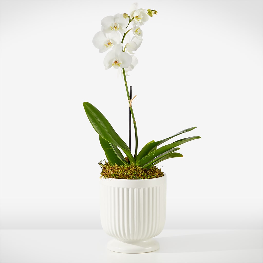 Whispering White Orchid – Hilltop Florist Llc, Stanford KY
