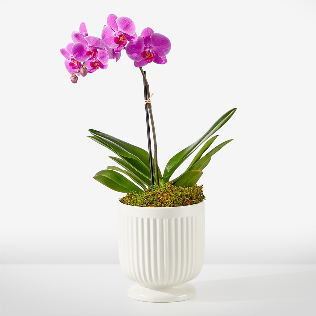 Friendly Fuchsia Orchid – Hilltop Florist Llc, Stanford KY