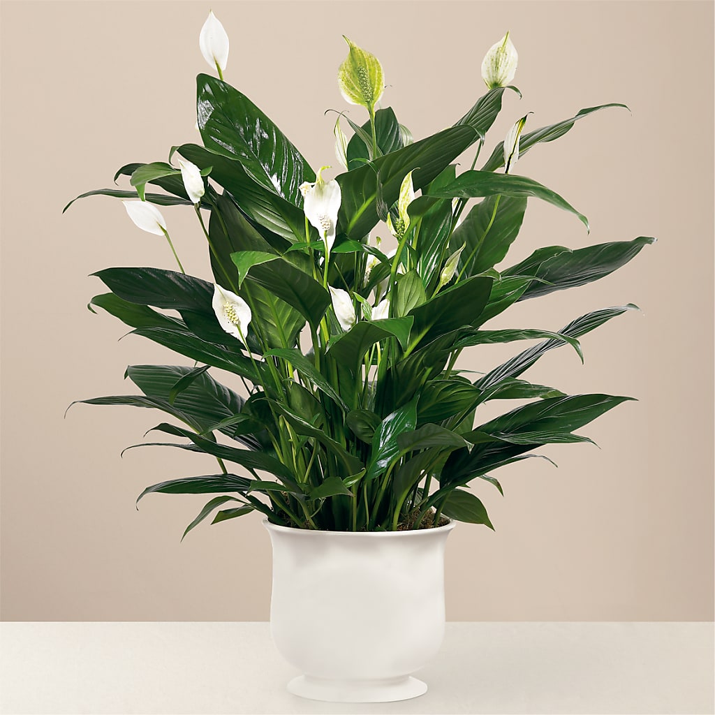 Comfort Planter – Hilltop Florist Llc, Stanford KY