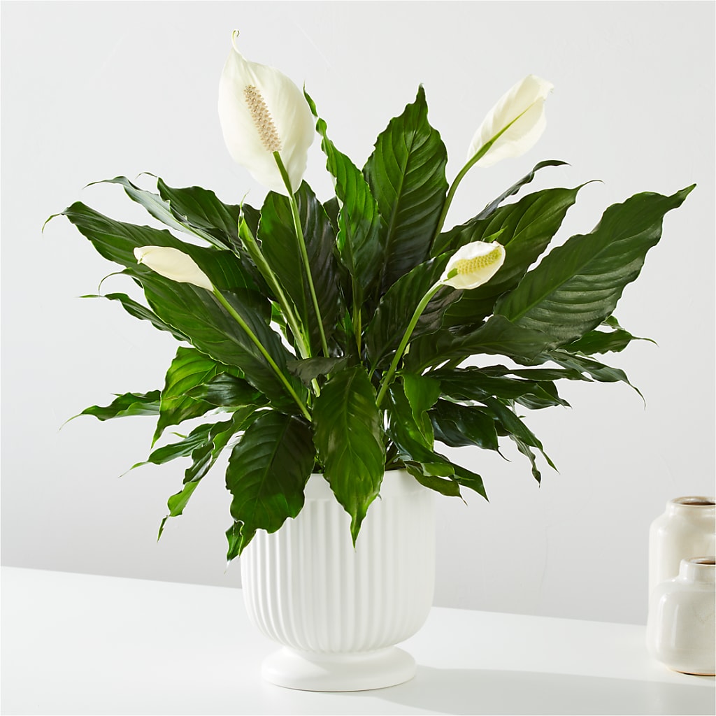 Comfort Planter – Hilltop Florist Llc, Stanford KY
