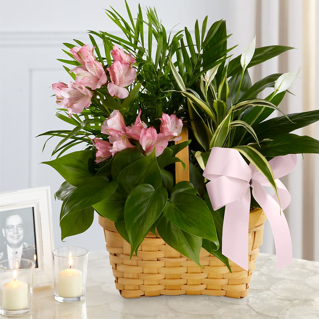 Living Spirit Dishgarden – Hilltop Florist Llc, Stanford KY