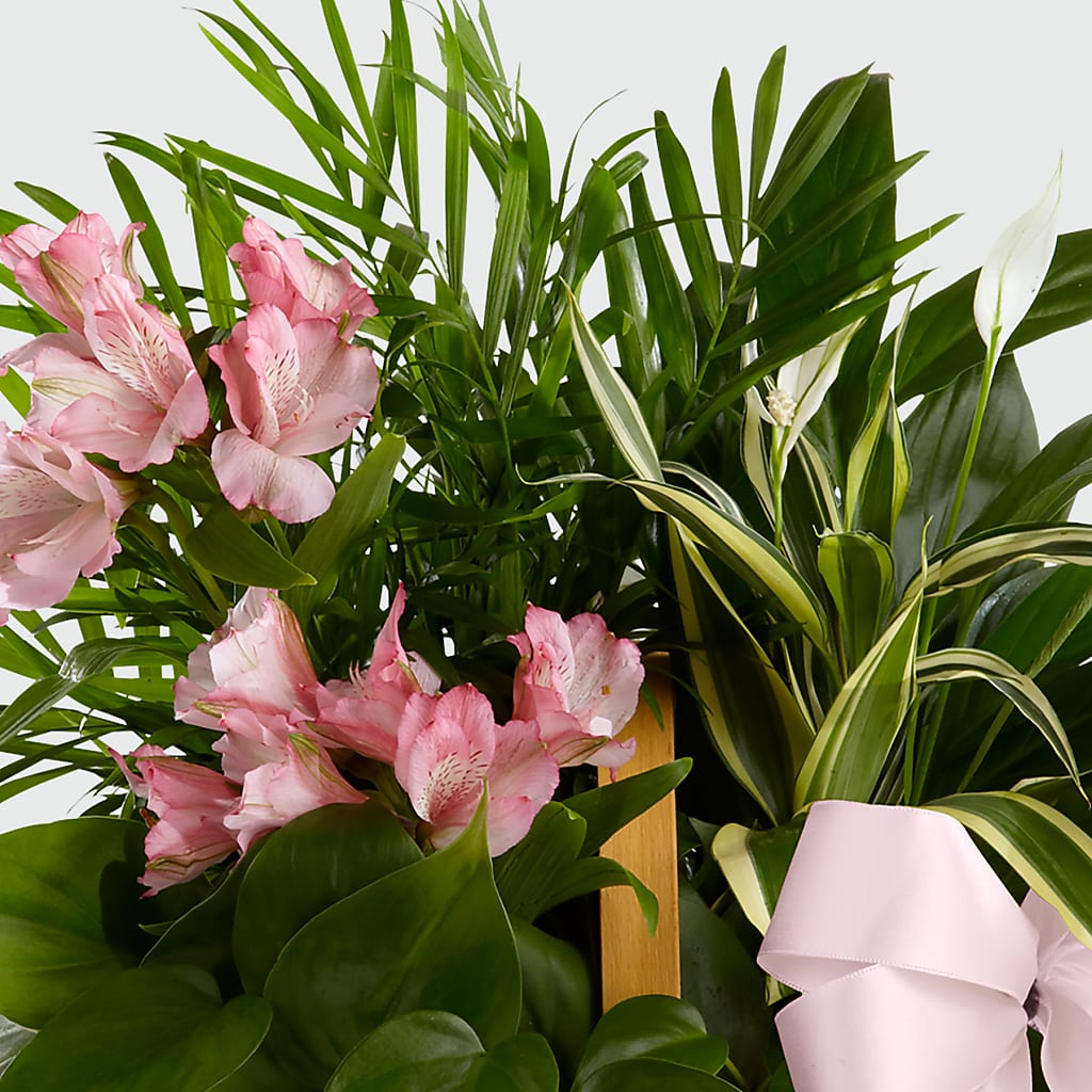 Living Spirit Dishgarden – Hilltop Florist Llc, Stanford KY