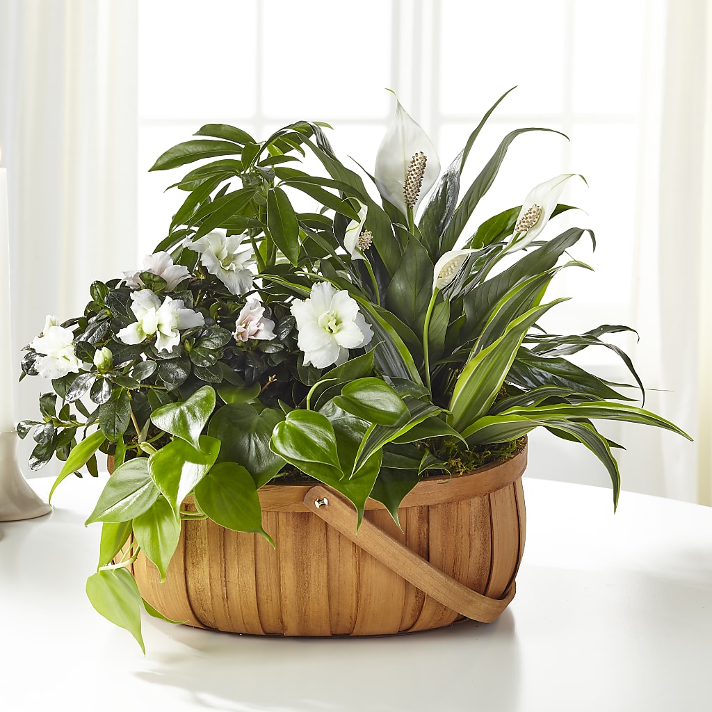 Serene Dishgarden – Hilltop Florist Llc, Stanford KY