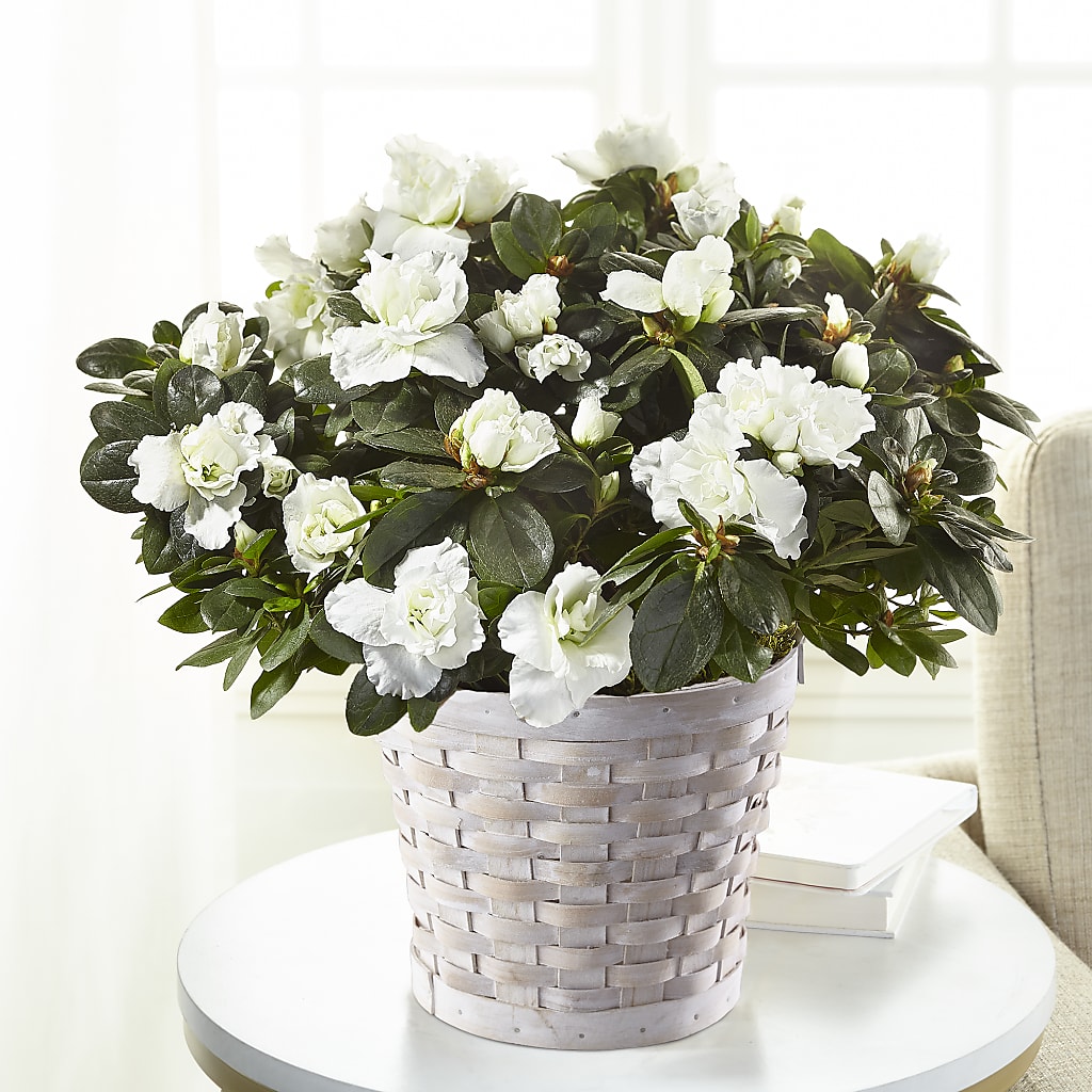 White Azalea Plant – Hilltop Florist Llc, Stanford KY