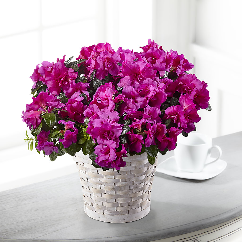 Hope & Serenity Azalea Plant – Hilltop Florist Llc, Stanford KY