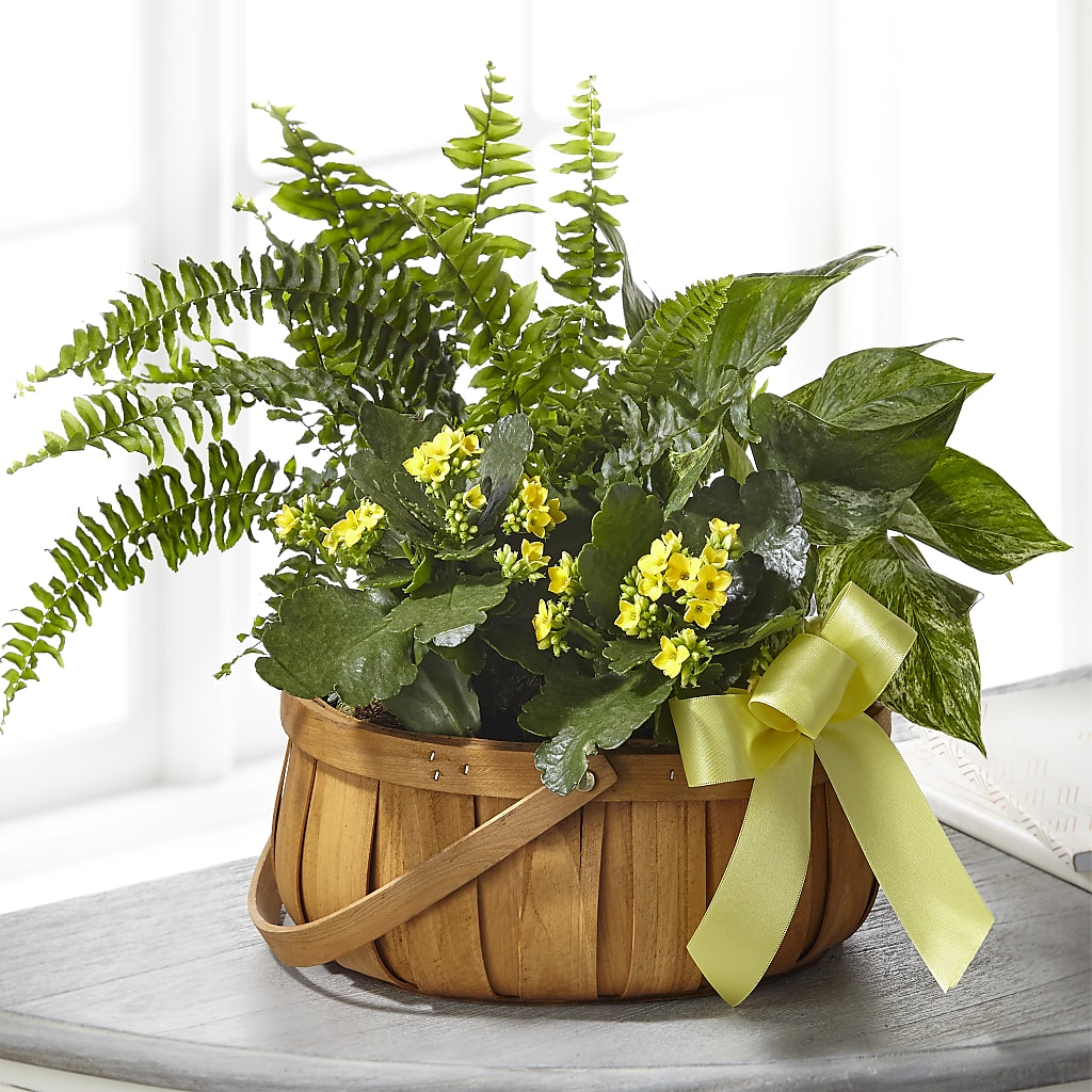 Always Dear Dishgarden – Hilltop Florist Llc, Stanford KY