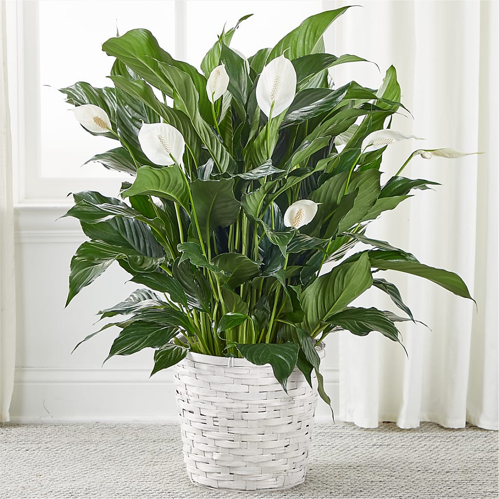 A New Leaf Peace Lily – Hilltop Florist Llc, Stanford KY