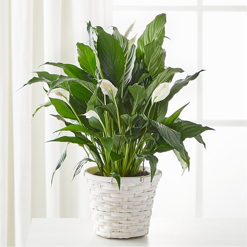 A New Leaf Peace Lily – Hilltop Florist Llc, Stanford KY