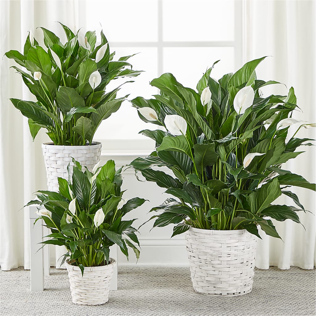 A New Leaf Peace Lily – Hilltop Florist Llc, Stanford KY