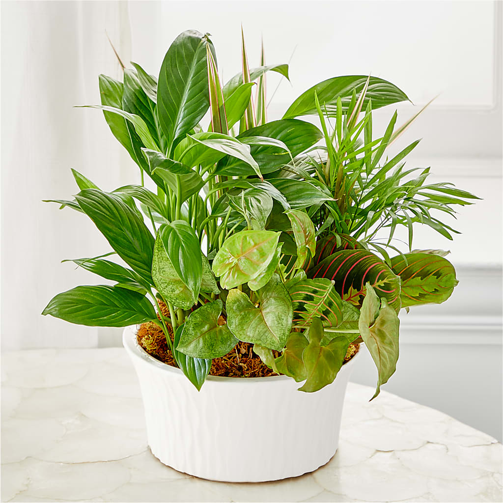 Balance & Harmony Dishgarden – Hilltop Florist Llc, Stanford KY