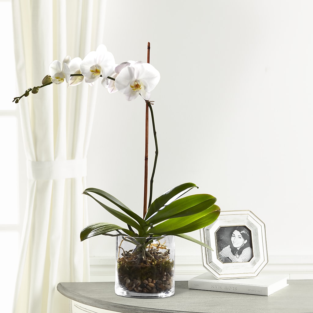 White Orchid Planter – Hilltop Florist Llc, Stanford KY