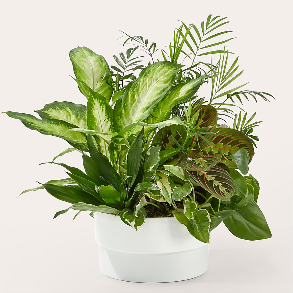 Radiating Positivity Dishgarden – Hilltop Florist Llc, Stanford KY