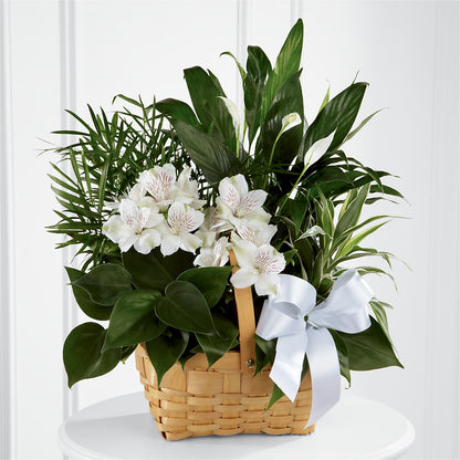 Peace & Serenity Dishgarden –  Hilltop Florist Llc, Stanford KY