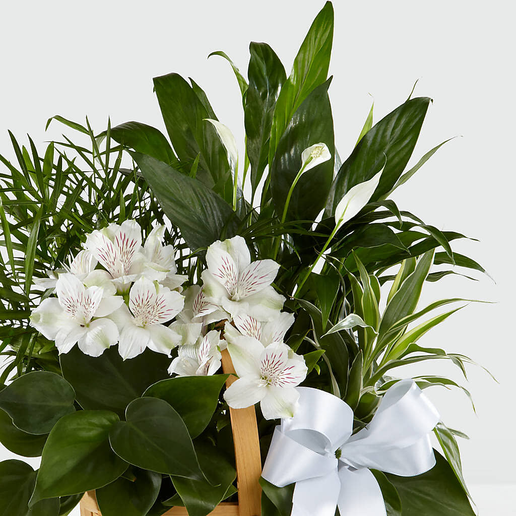 Peace & Serenity Dishgarden –  Hilltop Florist Llc, Stanford KY
