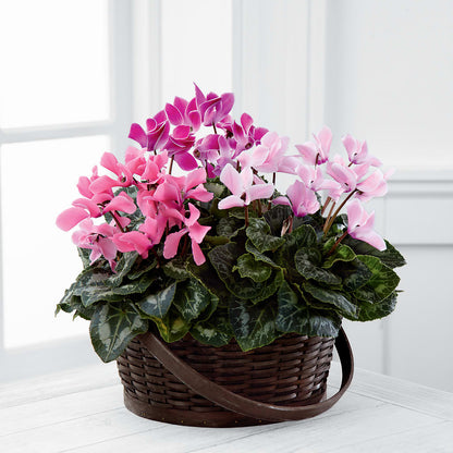 Mixed Cyclamen Planter –  Hilltop Florist Llc, Stanford KY