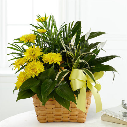 Loving Light Dishgarden –  Hilltop Florist Llc, Stanford KY