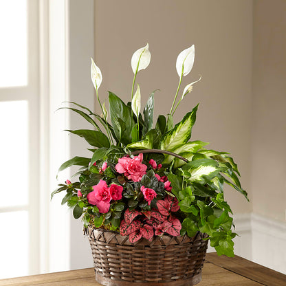 Dream in Pink Dishgarden –  Hilltop Florist Llc, Stanford KY