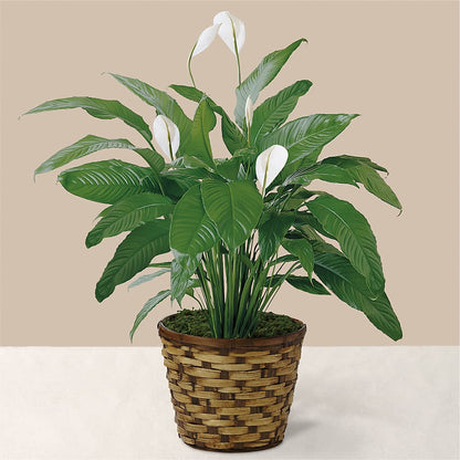 Tranquil Moments Peace Lily Plant –  Hilltop Florist Llc, Stanford KY