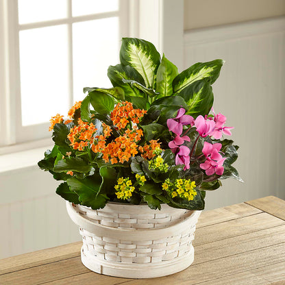 Color Crush Dishgarden –  Hilltop Florist Llc, Stanford KY