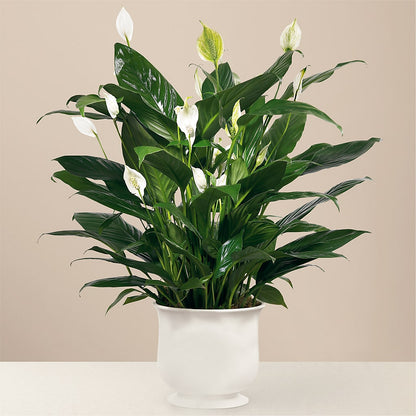 Comfort Planter –  Hilltop Florist Llc, Stanford KY