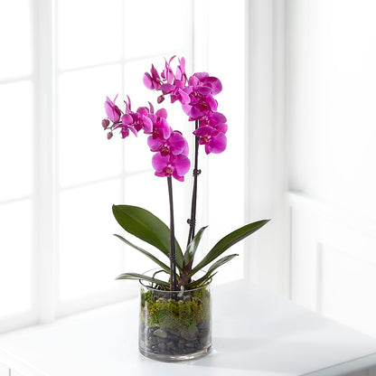 Pink Orchid Plant –  Hilltop Florist Llc, Stanford KY