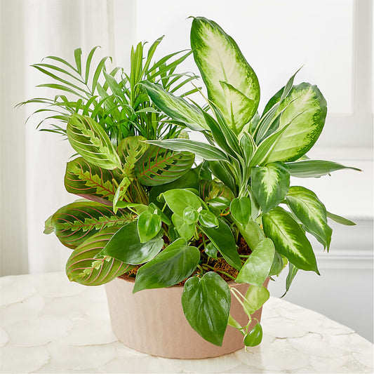Balance & Harmony Dishgarden –  Hilltop Florist Llc, Stanford KY