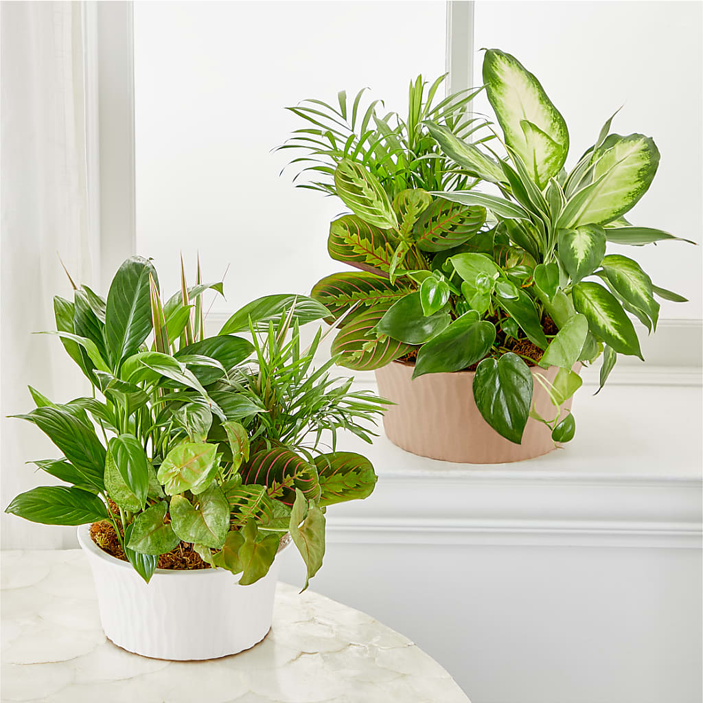 Balance & Harmony Dishgarden –  Hilltop Florist Llc, Stanford KY